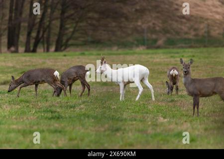 Albino roebuck springt auf einem Feld. Stockfoto