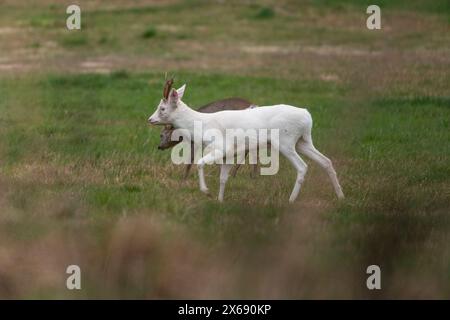 Albino roebuck springt auf einem Feld. Stockfoto