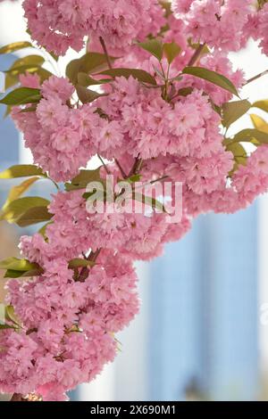 Japanische Kirschblüten „Prunus serrulata“ in Frankfurt am Main, Hessen, Deutschland Stockfoto