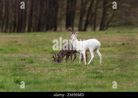 Albino roebuck springt auf einem Feld. Stockfoto