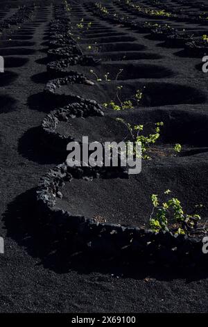 Weinanbau auf der Vulkaninsel Lanzarote, Spanien Stockfoto