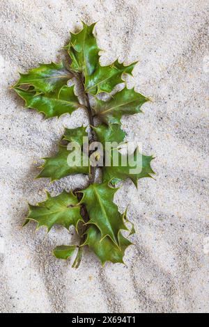 Getrocknete Blume, stechpalme (Ilex aquifolium) auf sandigem Hintergrund, Stillleben Stockfoto