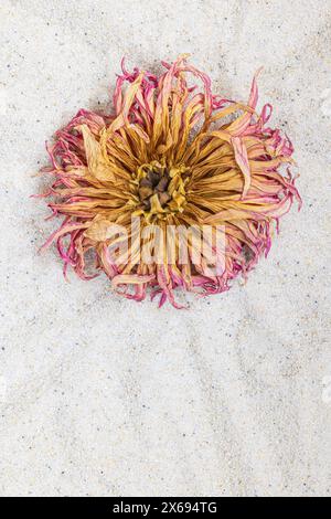 Getrocknete Blume, Dahlienblüte auf Sandgrund, Stillleben Stockfoto