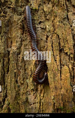 centipede auf einem Baumstamm im Regenwald Stockfoto