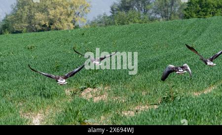 Graugänse im Flug über ein neu gesätes Feld. Große Gans mit weißem Bauch. Stockfoto