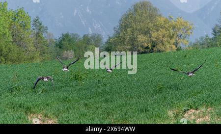 Graugänse im Flug über ein neu gesätes Feld. Große Gans mit weißem Bauch. Stockfoto