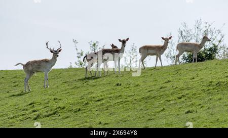 Gruppe von Damhirschen in der Ferne auf einer grünen Wiese. Sonniger Tag im Freien. Stockfoto
