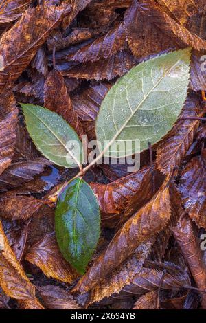 Rosenblütenblatt mit Wassertropfen auf nassen Herbstblättern, Stillleben aus der Natur Stockfoto