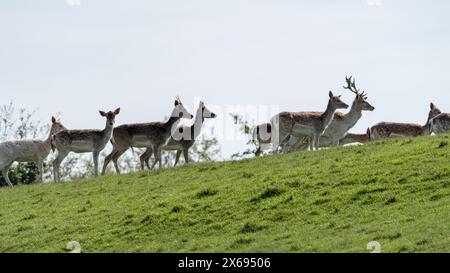 Gruppe von Damhirschen in der Ferne auf einer grünen Wiese. Sonniger Tag im Freien. Stockfoto