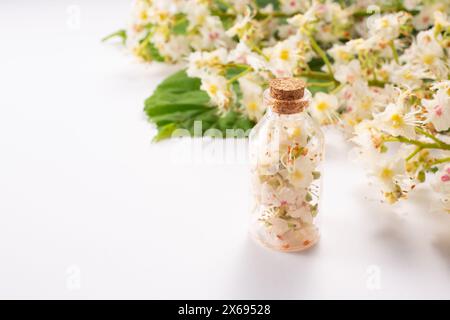Tinktur von Rosskastanienblüten in einer Glasflasche. Hausgemachte Kräutertinktur. Haarbehandlungskonzept. Nahaufnahme Stockfoto
