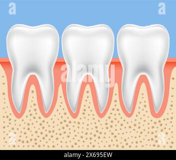 Zahnvektoranatomie. Menschliche Zahnknochen gesunde Illustration isoliert Stock Vektor