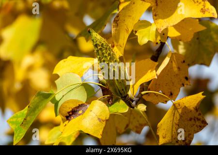 Bad Urach, Tulpenbaum, Liriodendron tulipifera, Obststand Stockfoto