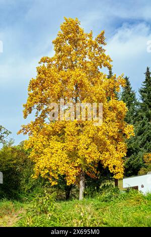 Bad Urach, Tulpenbaum, Liriodendron tulipifera mit Herbstlaub Stockfoto