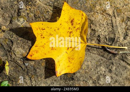Böse Urach, Tulpenbaum, Liriodendron tulipifera, gefallenes Blatt, Herbstlaub Stockfoto