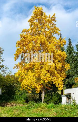 Bad Urach, Tulpenbaum, Liriodendron tulipifera mit Herbstlaub Stockfoto