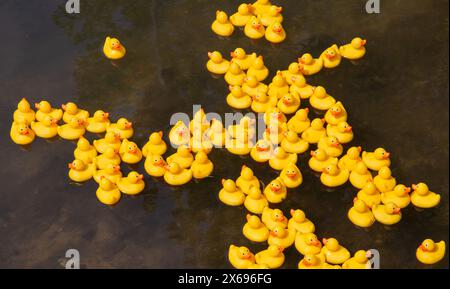 Eine Gruppe von gelben Gummienten beim jährlichen Calne Entenrennen, das im dunklen Wasser schwimmt, schafft einen lebhaften Kontrast und eine verspielte Szene Stockfoto