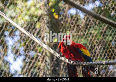 Porträt eines Papageiens. Wunderschöne Aufnahme der Tiere im Wald auf Guadeloupe, Karibik, Französisch Antillen Stockfoto