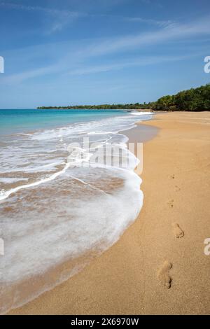 Einsamer, breiter Sandstrand mit türkisfarbenem Meer. Tropische Pflanzen in einer Bucht in der karibischen Sonne. Plage de Cluny, Basse Terre, Guadeloupe, Französische Antillen, Stockfoto