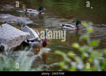 Nahporträt einer männlichen Ente, die auf einem Stein in einem Teich steht, aufgenommen mit Teleobjektiv mit schönem verschwommenem Hintergrund und Vordergrund mit Kopierraum Stockfoto