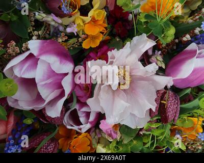 Abstrakte Anordnung von Frühlingsblumen in einem Blumentisch mit Pfingstrosen, Tulpen, Wandblumen, Fritillarien und Traubenhyazinthen. Stockfoto