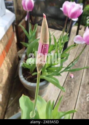 Tulpenprobleme im Garten: Kaltes, nasses Wetter kann verhindern, dass sich die Tulpe öffnet, da die äußere Hülse nicht wegfällt und die Blütenblätter geöffnet werden können. Stockfoto