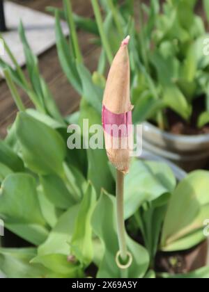 Tulpenprobleme im Garten: Kaltes, nasses Wetter kann verhindern, dass sich die Tulpe öffnet, da die äußere Hülse nicht wegfällt und die Blütenblätter geöffnet werden können. Stockfoto