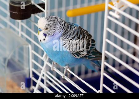 Blauer Papagei sitzt am Käfigausgang drinnen. Vogel Stockfoto