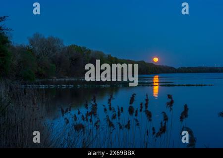 Nationalpark Donau-Auen, Donau-Auen-Nationalpark, Donau-Auen, Donau-Fluss, Vollmond aufgeht bei Orth an der Donau bei Donau, Niederösterreich, Österreich Stockfoto