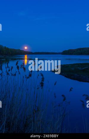 Nationalpark Donau-Auen, Donau-Auen-Nationalpark, Donau-Auen, Donau-Fluss, Vollmond aufgeht bei Orth an der Donau bei Donau, Niederösterreich, Österreich Stockfoto