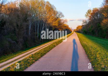 Nationalpark Donau-Auen, Donau-Auen-Nationalpark, Staudamm Hubertusdamm, Schatten des Radfahrers am Donau-Radweg, Niederösterreich, Österreich Stockfoto