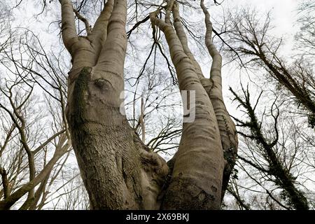 Europa, Deutschland, Nordrhein-Westfalen, Bonn, Bonn, Ippendorf, Kottenforst, Waldau, Wald, Naturschutzgebiet, Buche, befleckte Buche, Buche, einzelner Baum, Mutterstamm, mehrstöckig, hoch in den Himmel, alt, groß, mächtig, umgeben von Bäumen, Frühling, keine Blätter, Tageslicht, Froschperspektive, Stockfoto