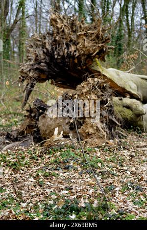 Europa, Deutschland, Nordrhein-Westfalen, Bonn, Bonn, Ippendorf, Kottenforst, Waldau, Wald, Naturreservat, vordergründige Buche, Frühling, Hintergrund alter gefallener Baum in Unschärfe, Buche, Totholz, liegend, abgerissen, heruntergefallen, sterbend, Wurzel, Wurzelplatte, aufgerissen, Bäume im Hintergrund, Tageslicht, Stockfoto