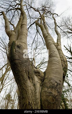 Europa, Deutschland, Nordrhein-Westfalen, Bonn, Bonn, Ippendorf, Kottenforst, Waldau, Wald, Naturschutzgebiet, Buche, befleckte Buche, Hüttenbuche, Einzelbaum, Mutterstamm, Mehrstamm, alt, groß, mächtig, hoch in den Himmel, umgeben von Bäumen, Frühling, keine Blätter, Tageslicht, Froschperspektive, Stockfoto