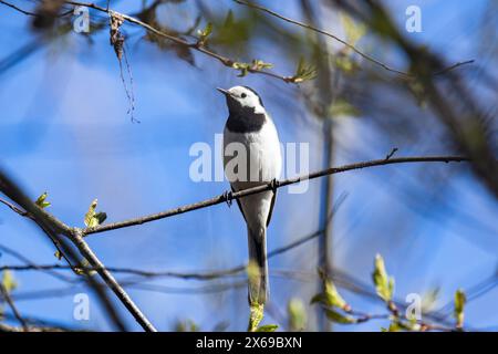 Der Vogel sitzt an einem sonnigen Frühlingstag auf dem Ast. Motacilla alba ist ein kleiner Passerinvogel aus der Familie der Motacillidae Stockfoto