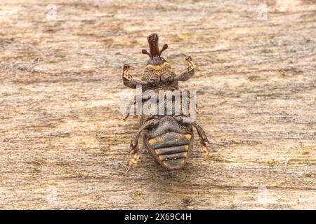 Hylobius abietis Familie Curculionidae Gattung Hylobius großer Kiefernkäfer wilde Naturkäfer Fotografie, Bild, Tapete Stockfoto