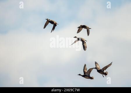 Eine Gruppe wilder Enten fliegen am Himmel. Anas platyrhynchos Stockfoto