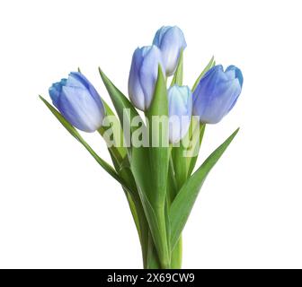 Schöne blaue Tulpen isoliert auf weiß. Helle Blumen Stockfoto