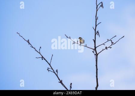 Ein gelber Vogel ist auf dem Ast. Der Eurasische Sisskin ist ein kleiner Passerinvogel aus der Familie der finken Fringillidae. Es wird auch als europäischer Sisskin bezeichnet, Stockfoto