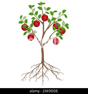 Apfelbaum mit roten Äpfeln und Wurzeln isoliert auf weißem Hintergrund. Stock Vektor