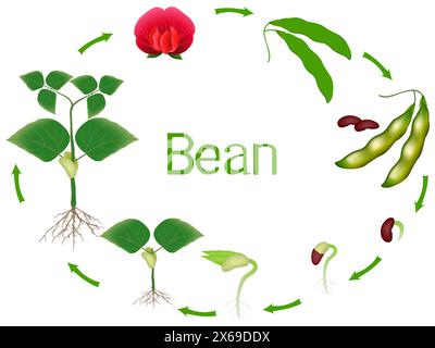Wachstumsstadien der Bohnenpflanze isoliert auf weißem Hintergrund. Stock Vektor