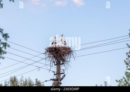 Weißstörche sind in einem Storchennest an einem Stromleitungsposten unter blauem Himmel Stockfoto