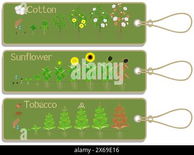 Baumwoll-, Sonnenblumen- und Tabakpflanzen-Wachstumszyklus-Tags. Stock Vektor