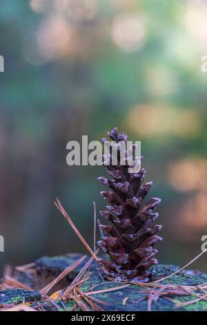 Waldkiefer, einfaches Stillleben, Bokeh Stockfoto