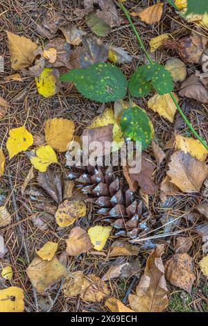 Waldkiefer, einfaches Stillleben Stockfoto