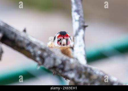 Porträt eines kleinen Vogels, der auf dem Baumzweig sitzt. Der Europäische Goldfink oder einfach der Goldfink ist ein kleiner Passerinvogel aus der Familie der finken. C Stockfoto