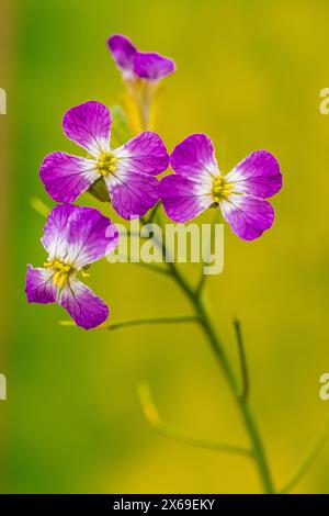 Feldrettich, auch bekannt als Wildrettich (Raphanus raphanistrum) Stockfoto