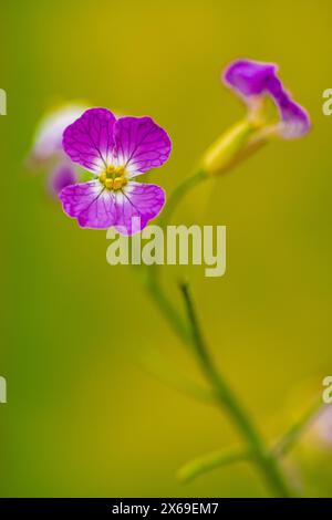 Feldrettich, auch bekannt als Wildrettich (Raphanus raphanistrum) Stockfoto