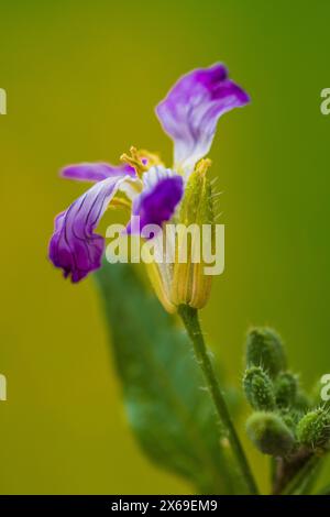 Feldrettich, auch bekannt als Wildrettich (Raphanus raphanistrum) Stockfoto