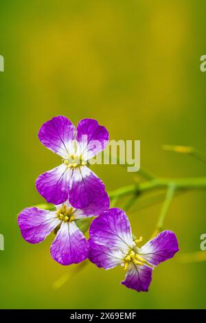 Feldrettich, auch bekannt als Wildrettich (Raphanus raphanistrum) Stockfoto