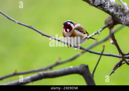 Der kleine Vogel ist auf dem Baumzweig über einem verschwommenen grünen Hintergrund. Der Europäische Goldfink oder einfach nur der Goldfink ist ein kleiner Passerinvogel im finch Stockfoto